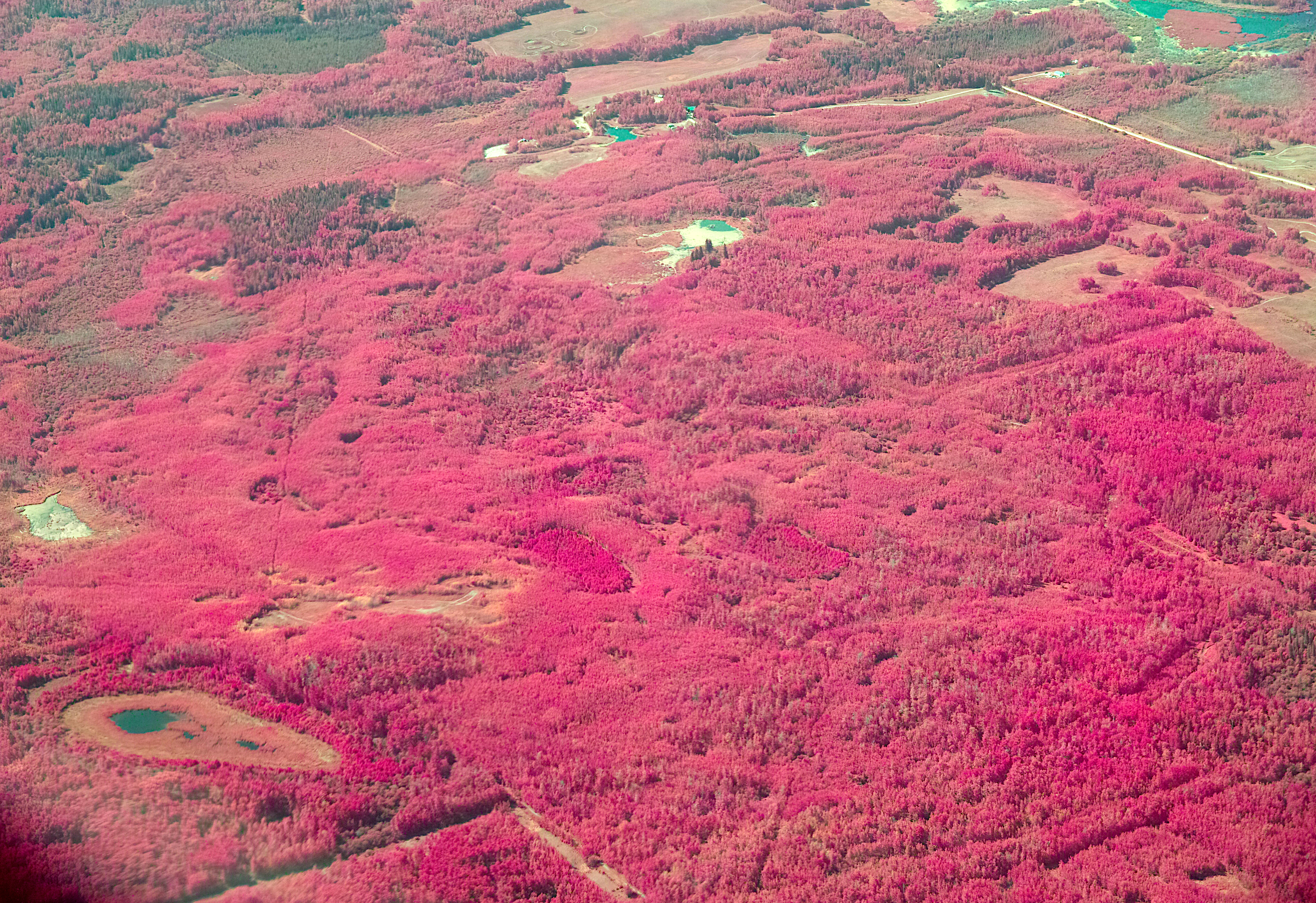 Forest_FoveonIR