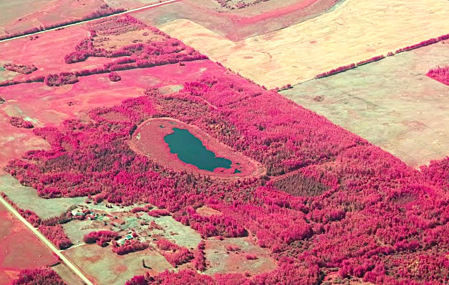 Forest_wetland_FoveonIR