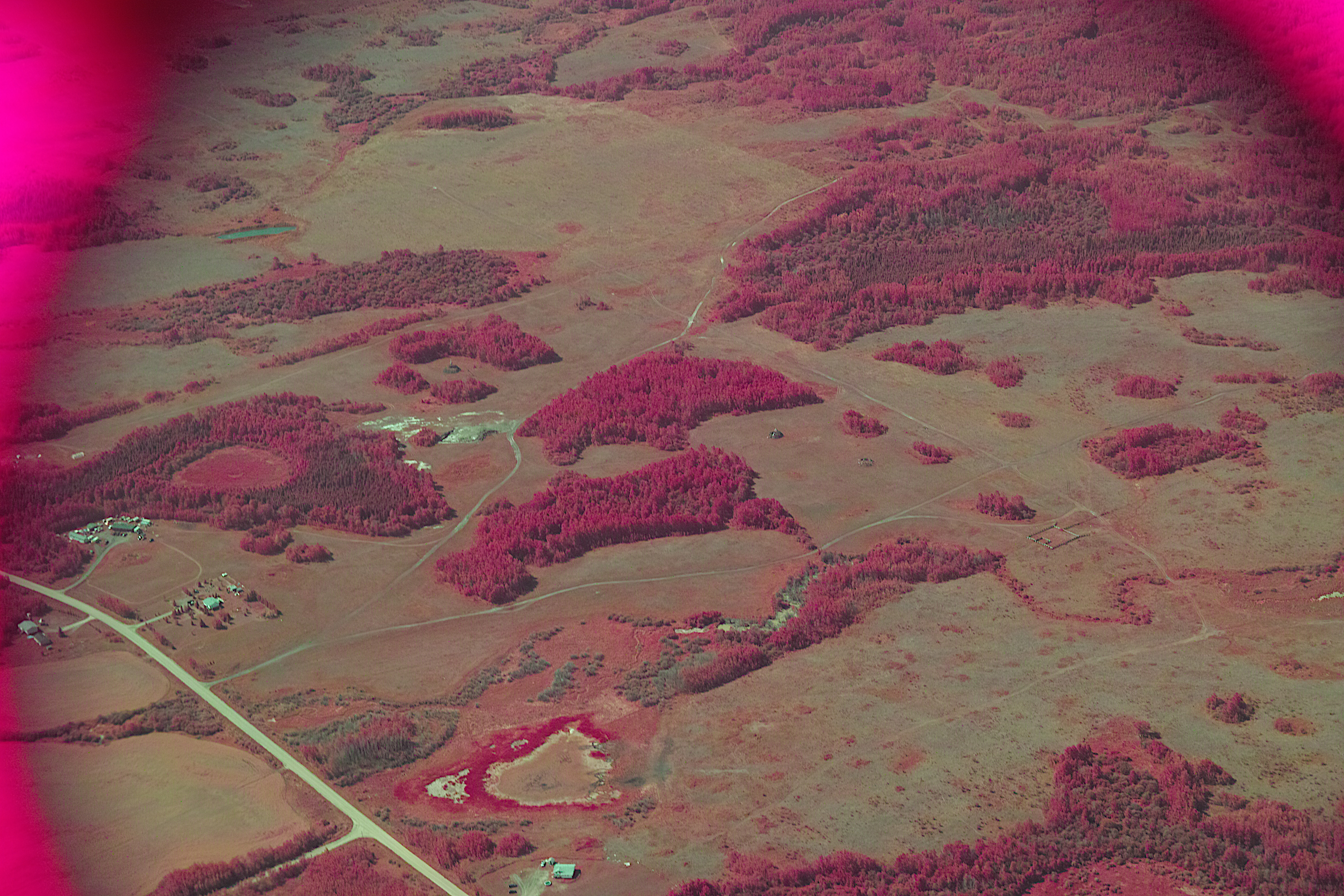 Grass_Forest_FoveonIR